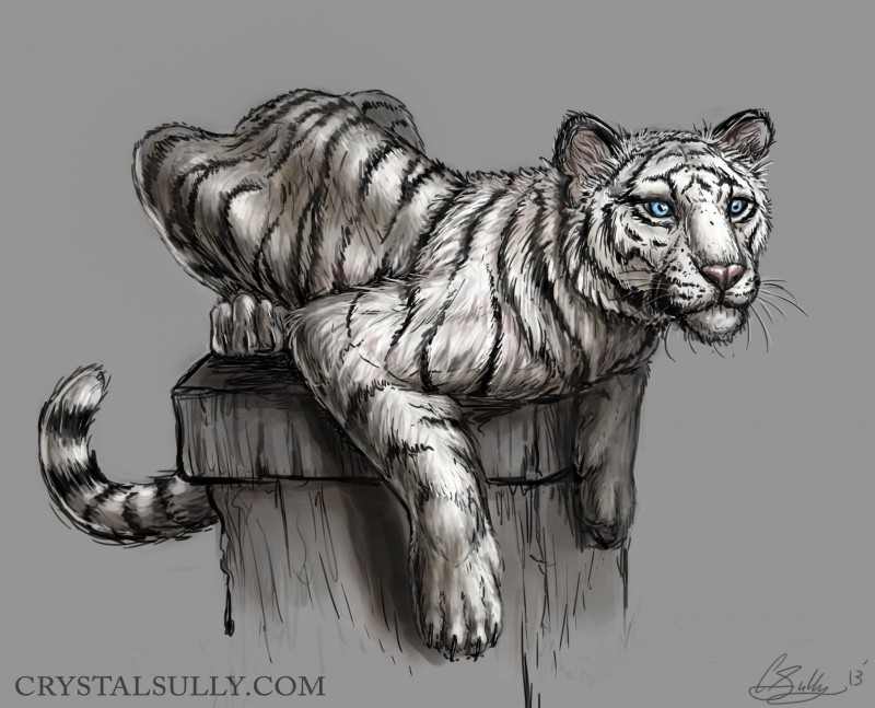 800x647 Moxie The White Tiger - White Tiger Sketch