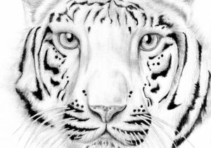300x210 Sketch Of White Tiger - White Tiger Sketch