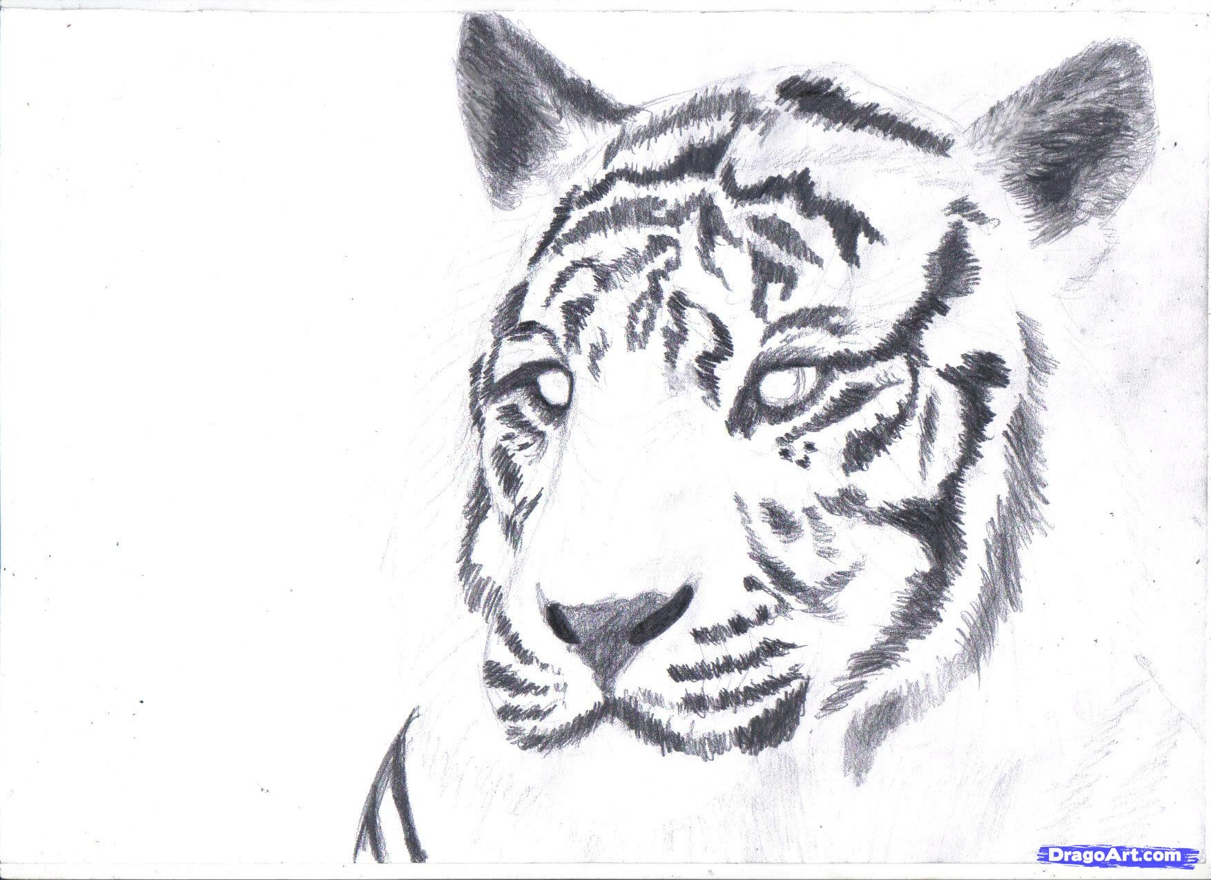 1754x1275 Sketch Of White Tiger White Tiger Drawing Sketch How To Draw A - White Tiger Sketch