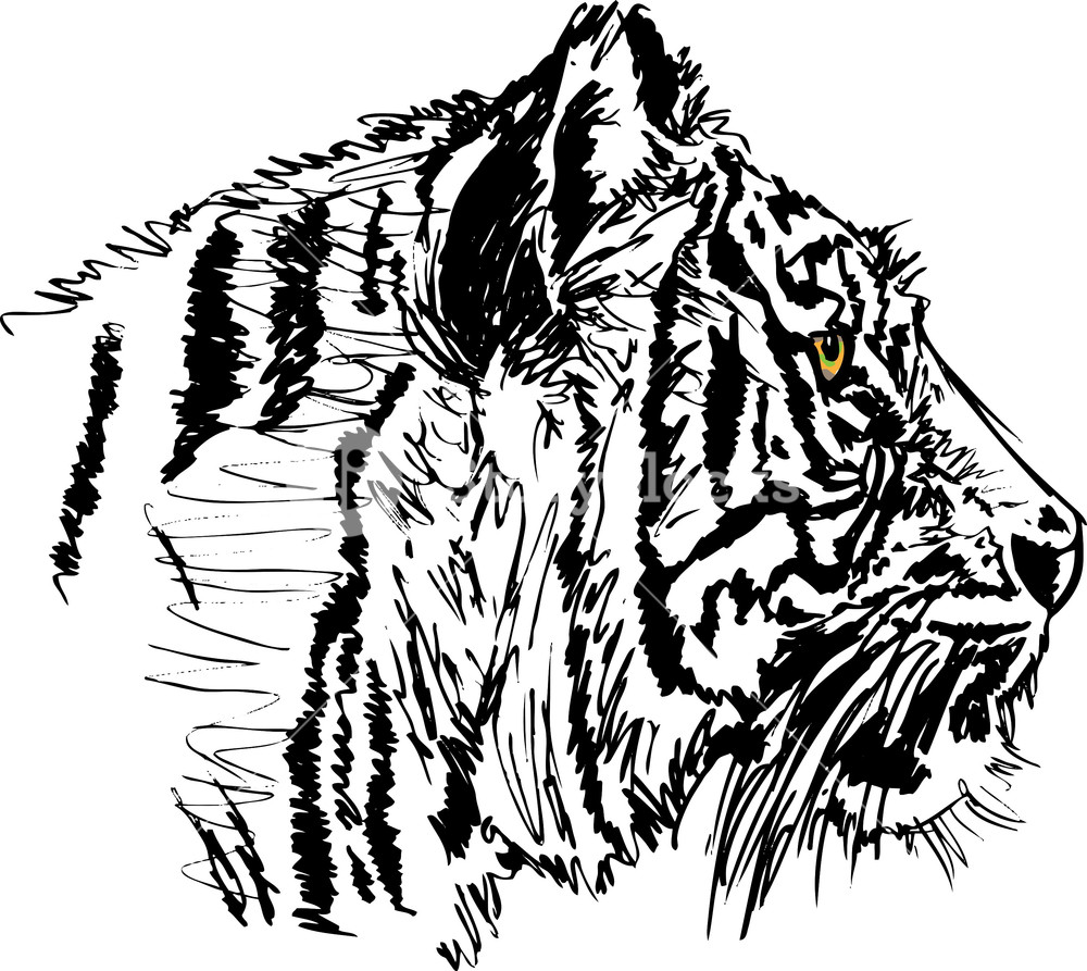 1000x893 Sketch Of White Tiger. Vector Illustration Royalty Free Stock - White Tiger Sketch