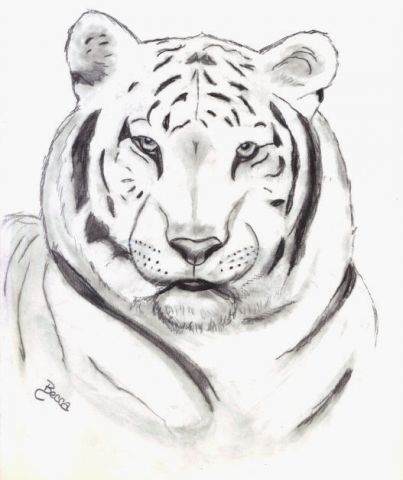 403x480 Sketch White Tiger - White Tiger Sketch