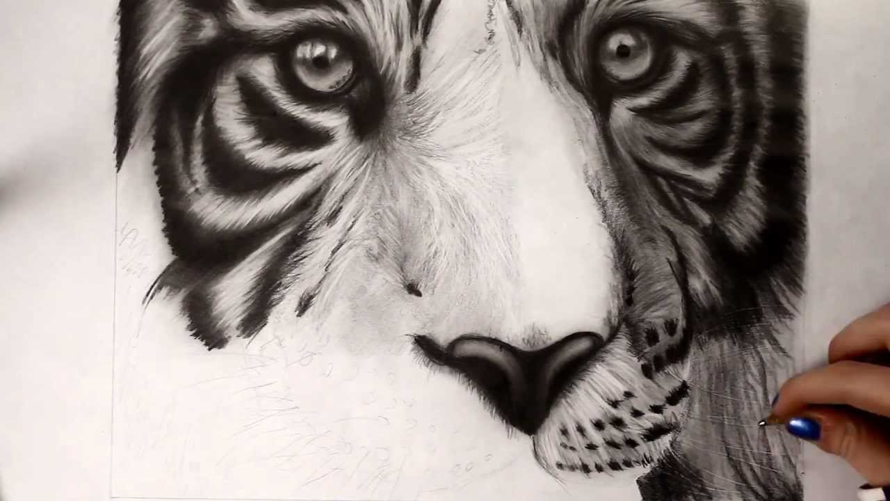 1280x720 White Tiger Pencil Drawing - White Tiger Sketch