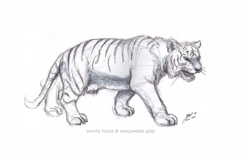 770x506 White Tiger @ Singapore Zoo Drawing By Norman Belen Saatchi Art - White Tiger Sketch