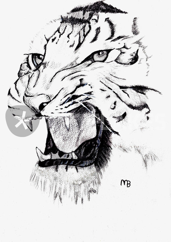 568x800 White Tiger Drawing Art Prints And Posters By Martin Barber - White Tiger Sketch