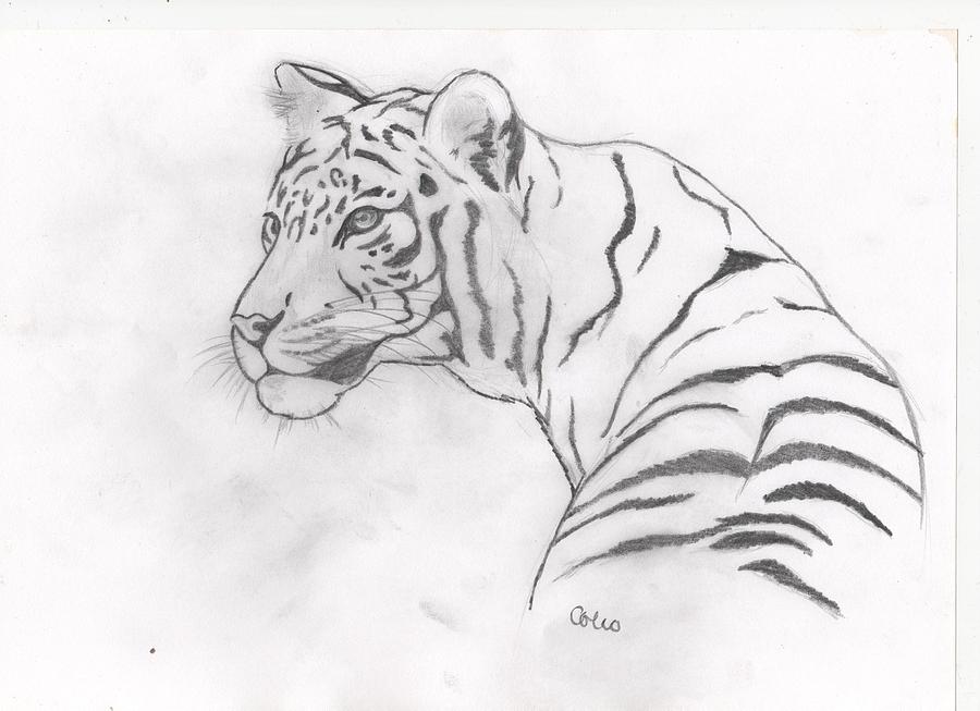 900x653 White Tiger Drawing By Colin Hockless - White Tiger Sketch