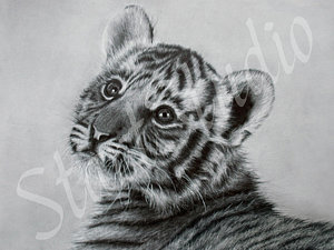 300x225 White Tiger Drawings - White Tiger Sketch