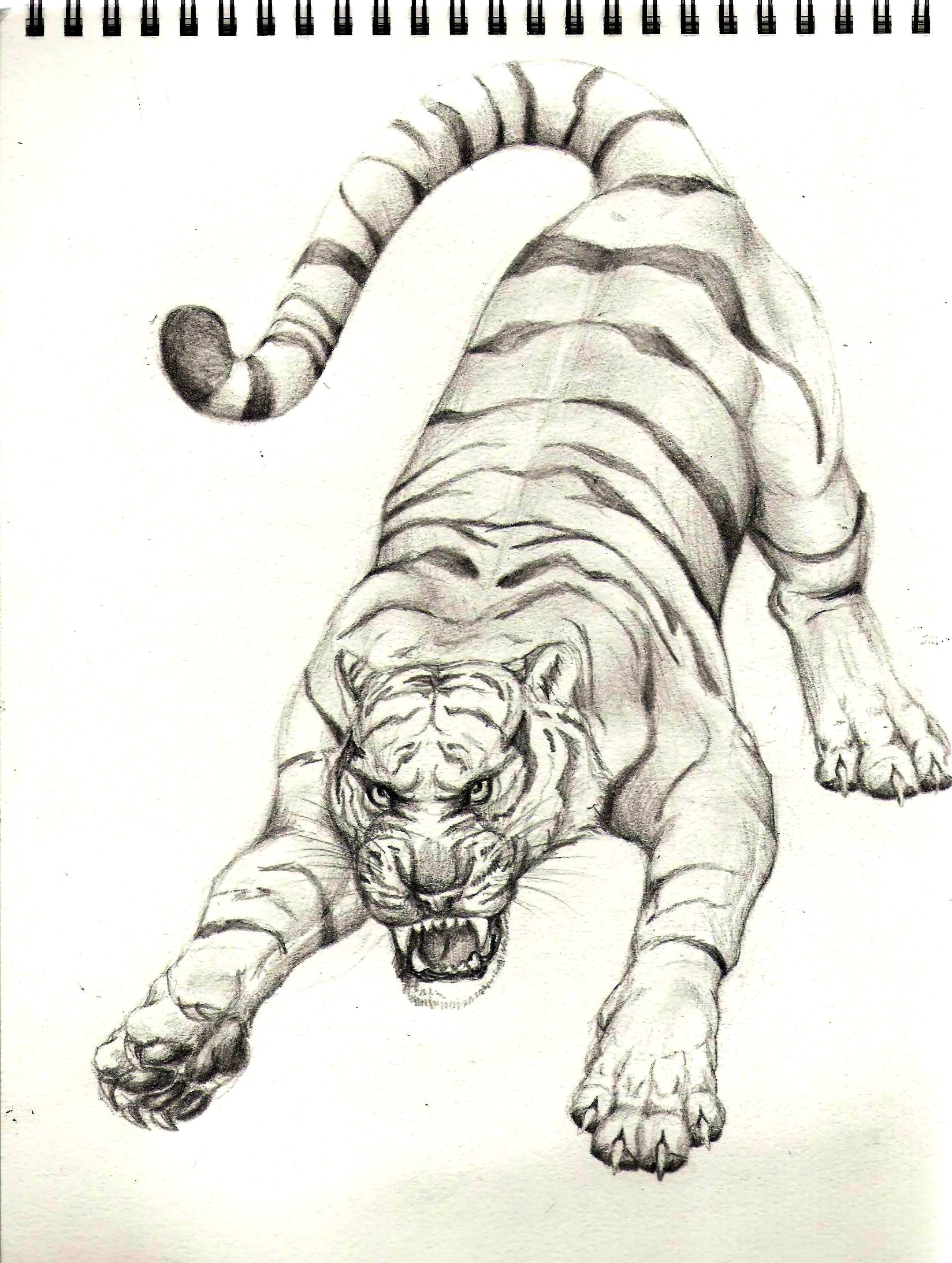 1648x2185 White Tiger Sketch - White Tiger Sketch