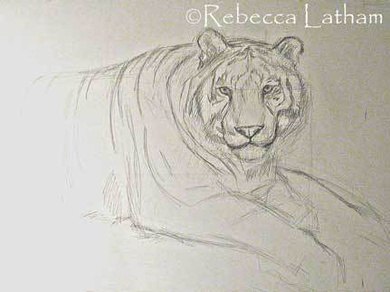 431x323 White Tiger Sketch For The Painting Paintings Of Wildlife - White Tiger Sketch