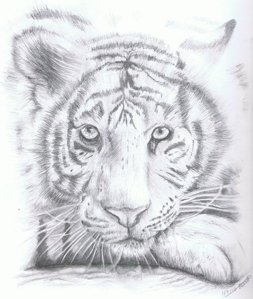 White Tiger Sketch at PaintingValley.com | Explore collection of White ...