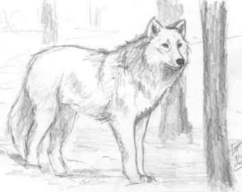 340x270 Pencil Sketch Wolf Etsy - White Wolf Sketch