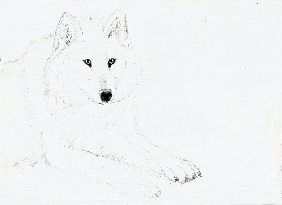 White Wolf Sketch at PaintingValley.com | Explore collection of White ...