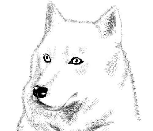 White Wolf Sketch at PaintingValley.com | Explore collection of White ...