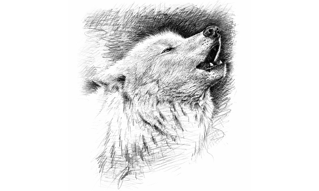 1080x648 White Wolf - White Wolf Sketch
