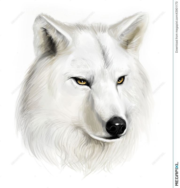 767x800 White Wolf Illustration 43901170 - White Wolf Sketch