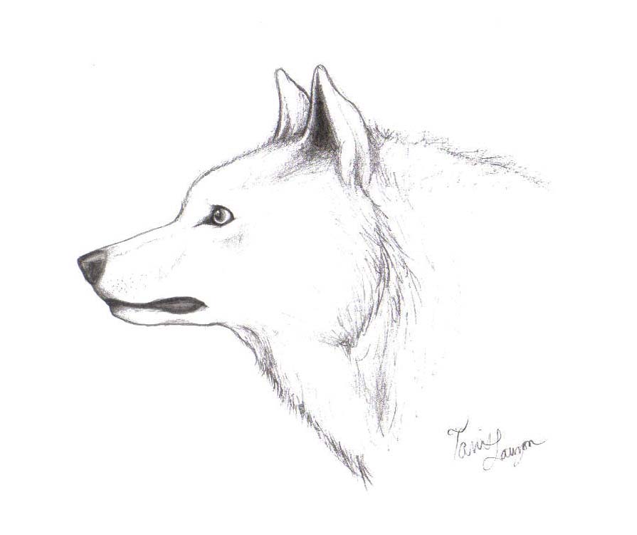 895x751 White Wolf By Chiroookami - White Wolf Sketch