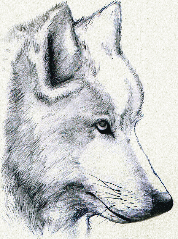 600x808 White Wolf By Mami02 - White Wolf Sketch