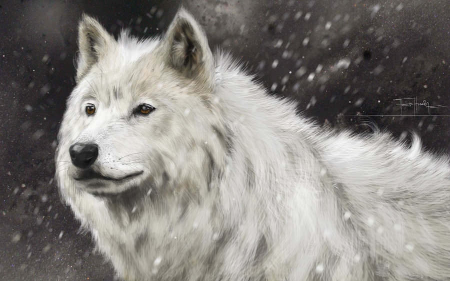 900x563 White Wolf V2 By Farooky - White Wolf Sketch
