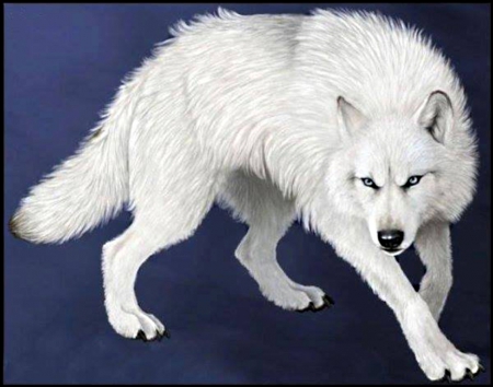 450x354 White Wolf - White Wolf Sketch