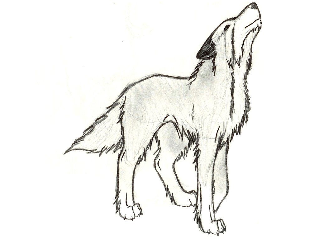 1024x768 Black And White Drawings Another Black And White Wolf By Fennec - White Wolf Sketch