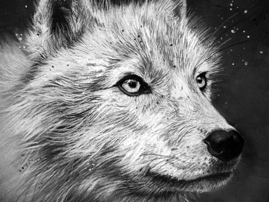 900x674 Arctic Wolf Drawing By Sharlena Wood - White Wolf Sketch