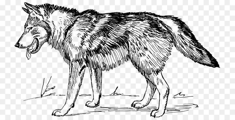 900x460 Arctic Wolf Black Wolf Clip Art - White Wolf Sketch