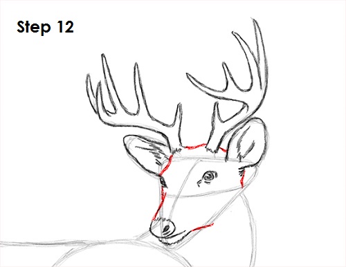500x386 How To Draw A White Tailed Deer - Whitetail Buck Sketches