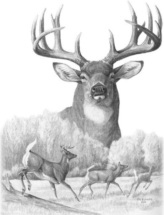 534x700 North American Nobility Whitetail Deer Canvas Print Canvas Art - Whitetail Buck Sketches