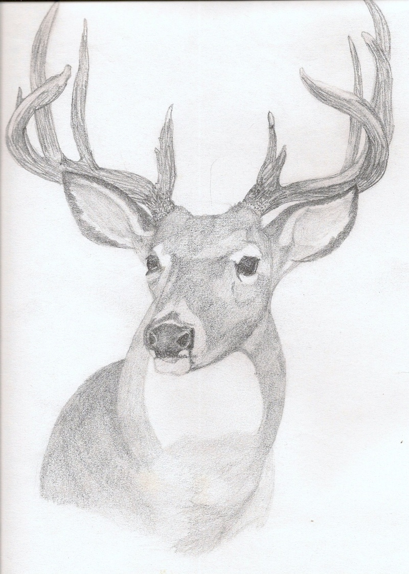 Whitetail Buck Sketches at Explore collection of