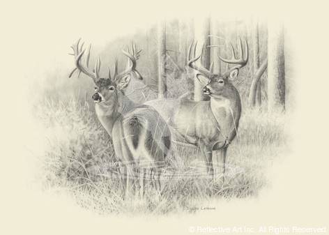 472x337 Whitetail Bucks - Whitetail Buck Sketches