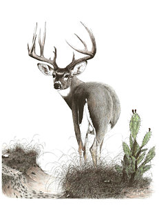 231x300 Deer Drawing - Whitetail Buck Sketches