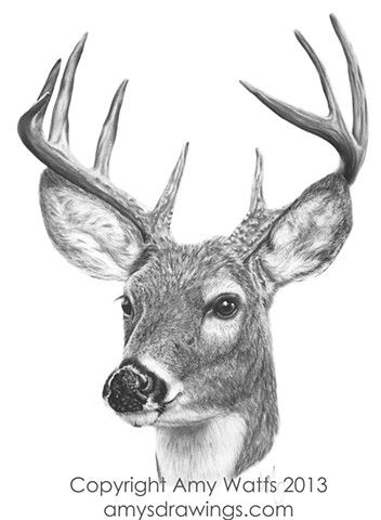 Whitetail Buck Sketches at PaintingValley.com | Explore collection of ...