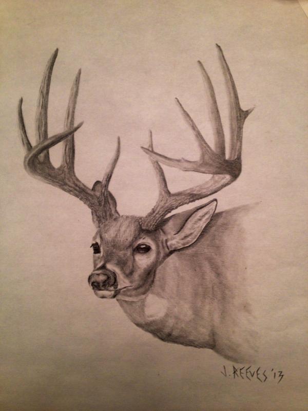 600x800 Couple Of Whitetail Deer Pieces - Whitetail Buck Sketches