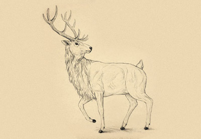 400x277 How To Draw Animals Deer - Whitetail Deer Sketch