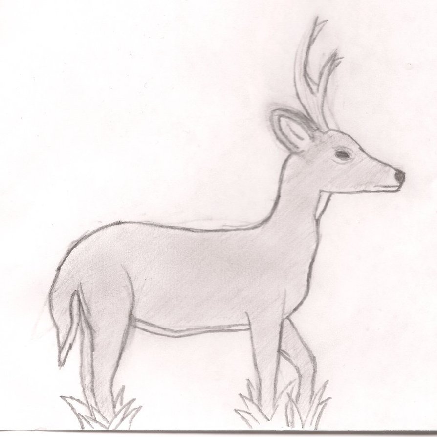 894x894 Whitetail Deer Drawings Easy 81158 Enews - Whitetail Deer Sketch