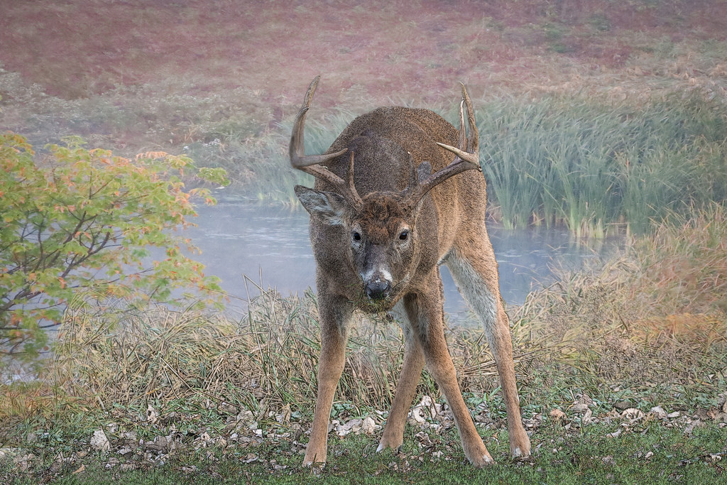 1024x683 Whitetail Deer Sketch Whitetail Deer Sketch By Patti - Whitetail Deer Sketch