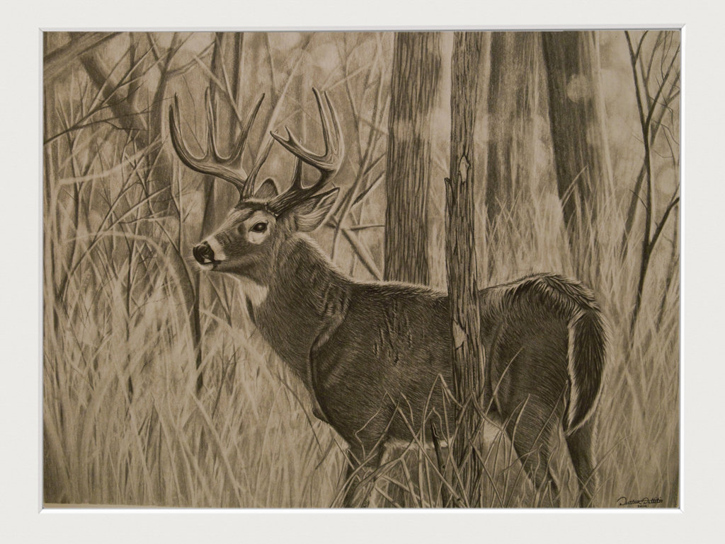 1024x769 Whitetail Drawings - Whitetail Deer Sketch