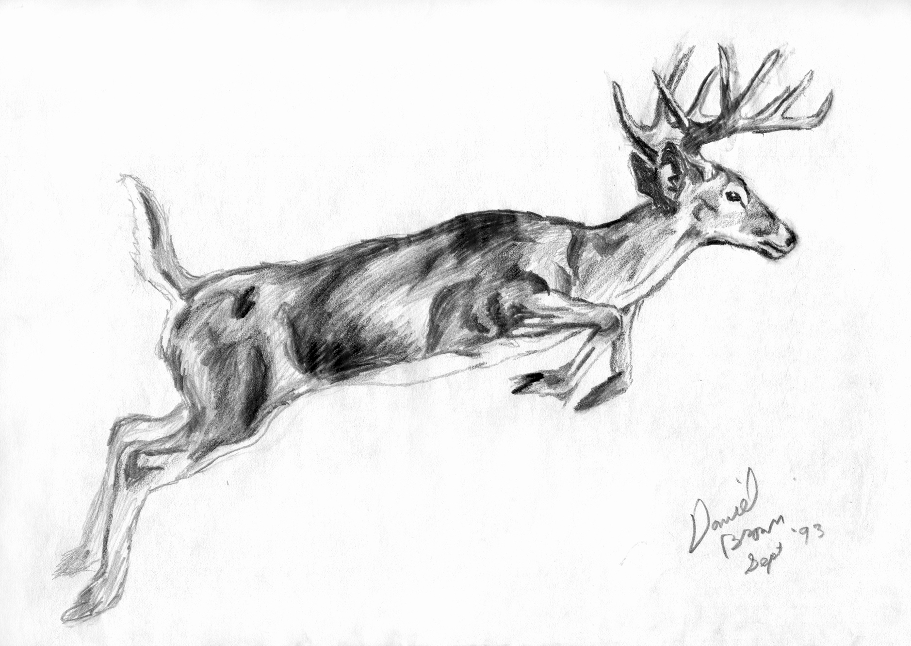 Whitetail Deer Sketch at Explore collection of