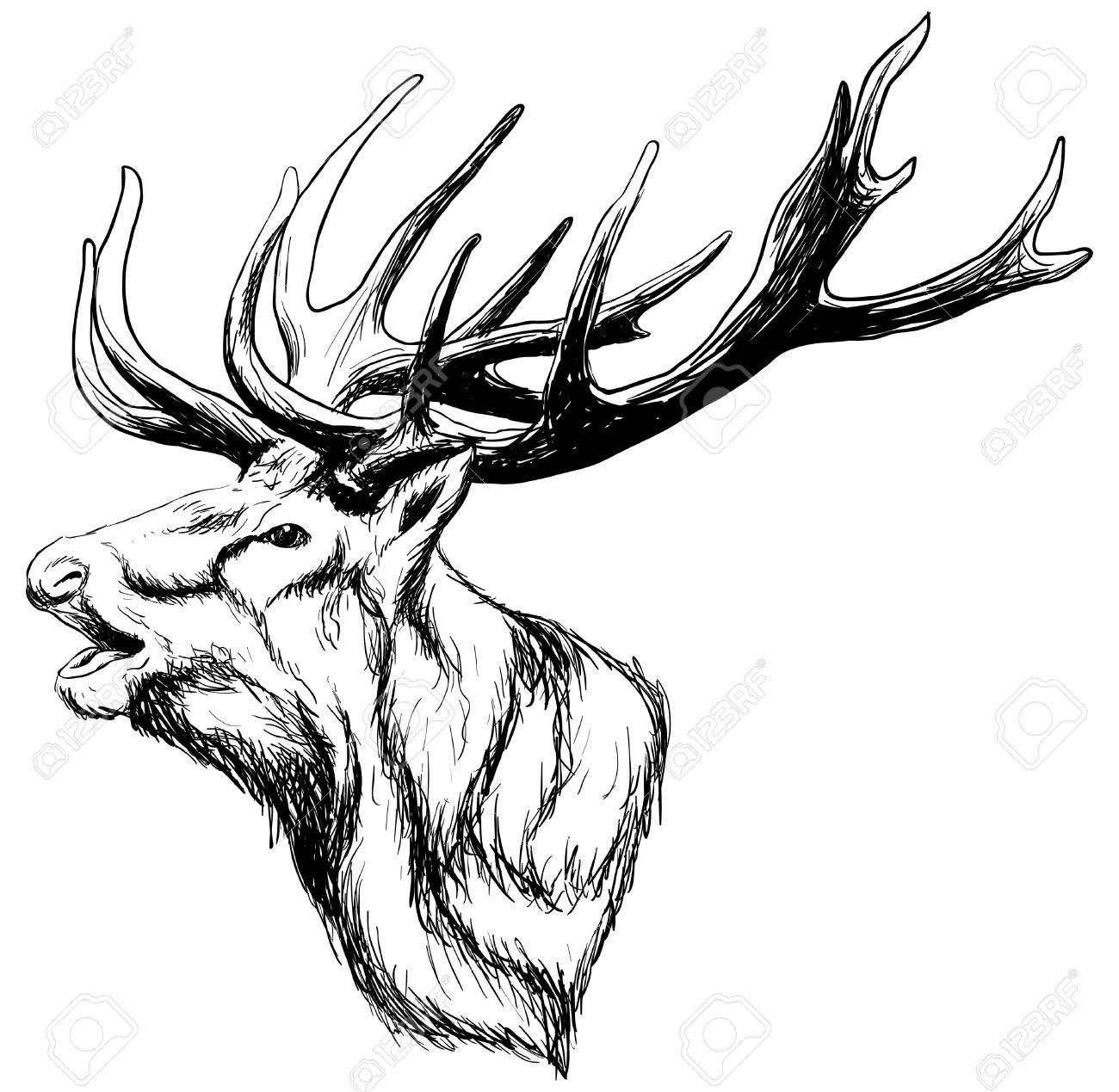 1300x1269 Collection Of Monster Whitetail Deer Buck Drawing High - Whitetail Deer Sketch