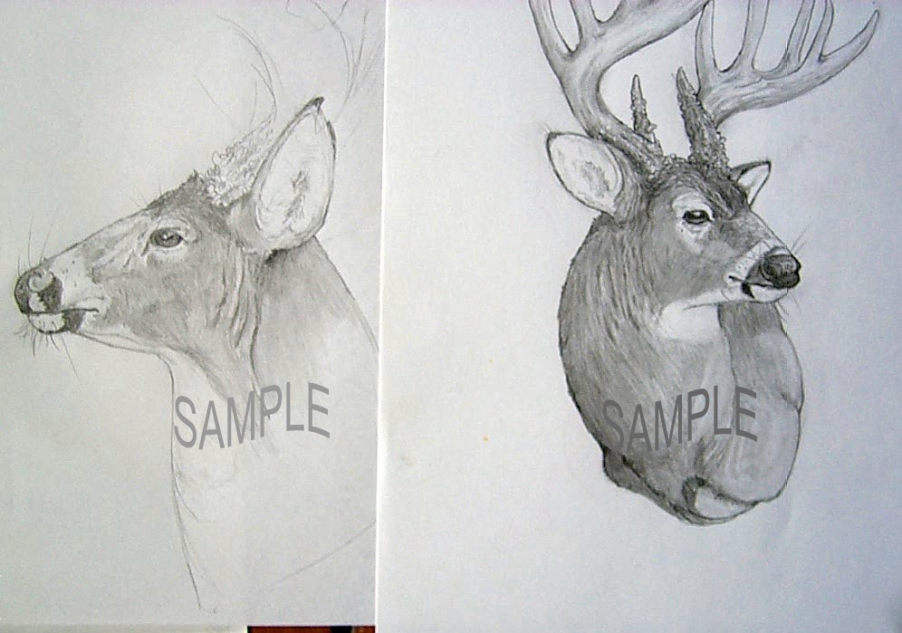996x699 Art Gallery - Whitetail Deer Sketch