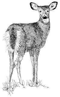 200x322 Drawn Deer Doe Deer - Whitetail Deer Sketch