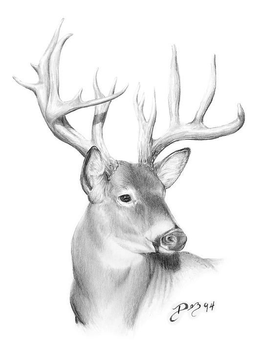 532x700 Use The Form Below To Delete This How To Draw A White Tailed Deer - Whitetail Sketch