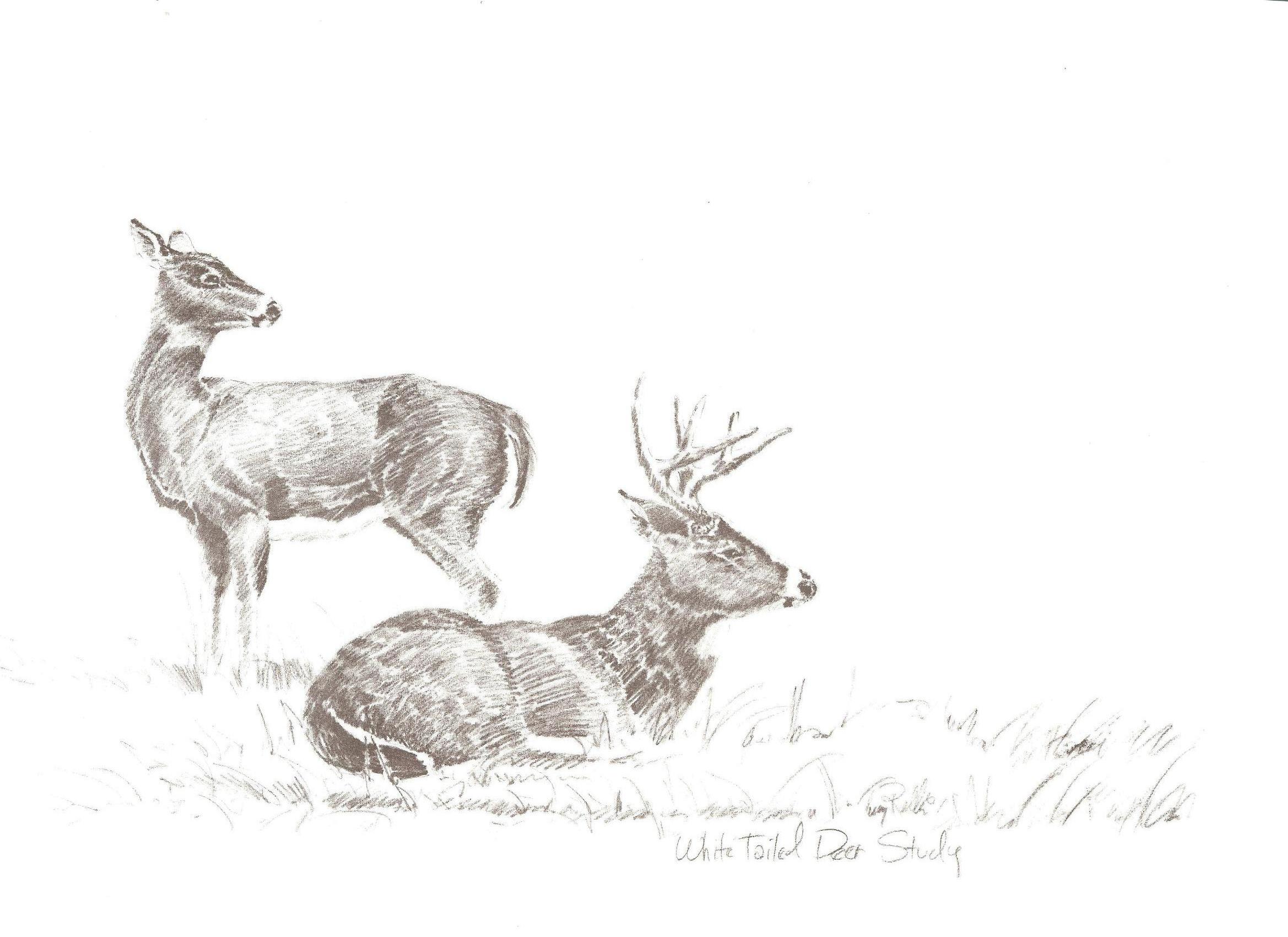 2338x1700 White Tail Deer Study Sketch - Whitetail Sketch