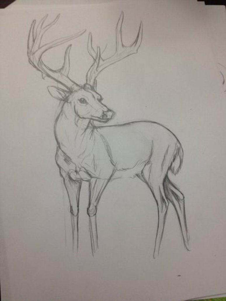 774x1031 Whitetail Buck Sketch By Sasutachi98 - Whitetail Sketch