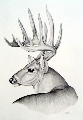 348x500 Whitetail Deer, Pencil, After Leon Parson John Calvin - Whitetail Sketch