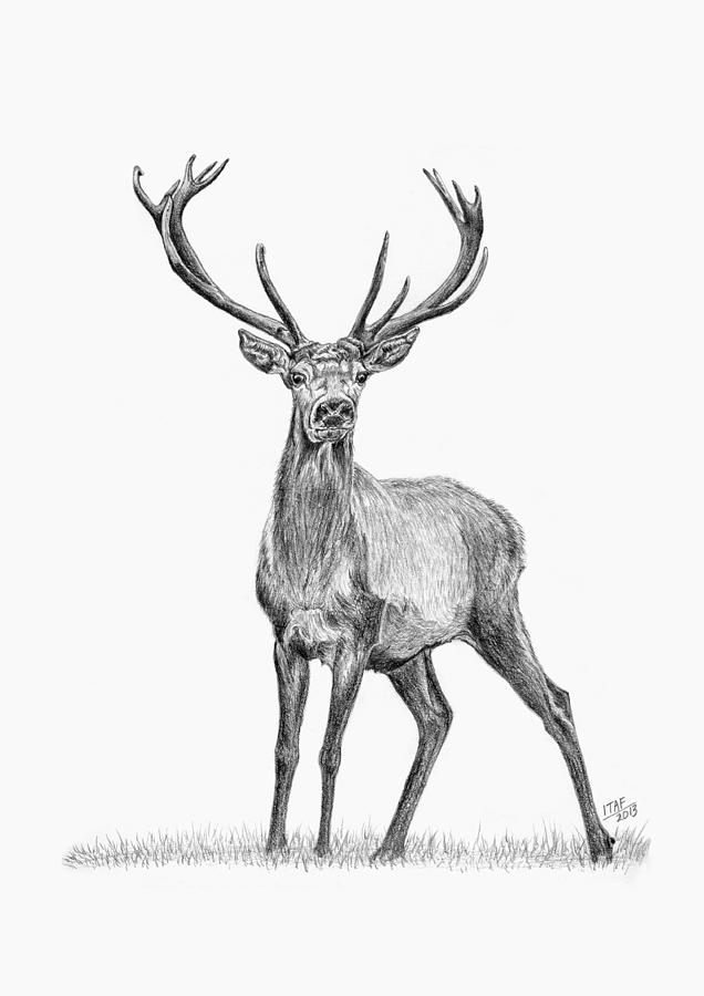 636x900 Whitetail Deer Buck Drawing By Iren Faerevaag - Whitetail Sketch