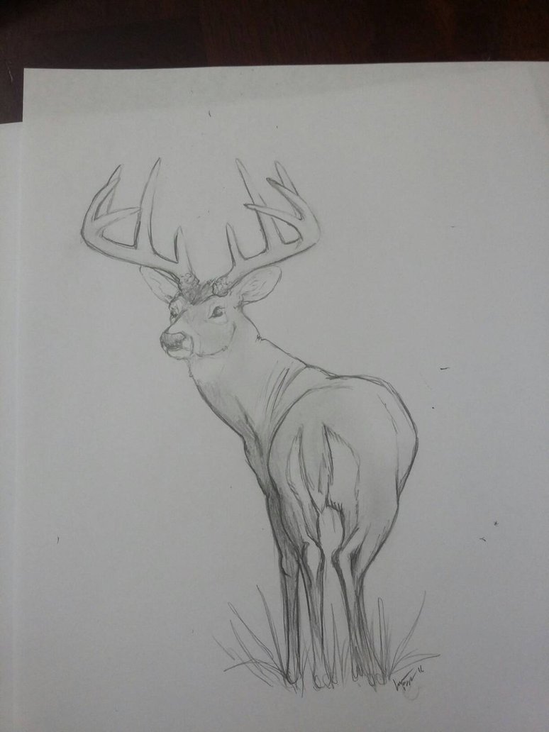 774x1032 Whitetail Deer Sketch By Sasutachi98 - Whitetail Sketch
