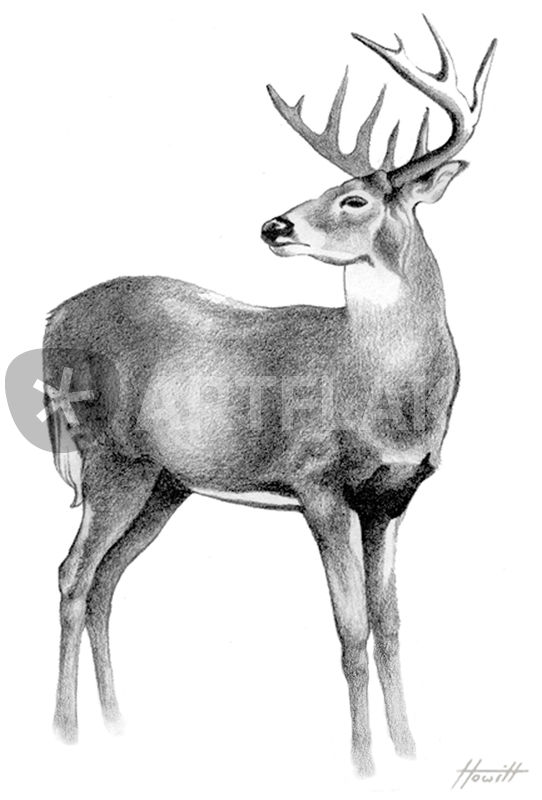 542x800 Whitetail Deer Stag Drawing Art Prints And Posters By Patricia - Whitetail Sketch