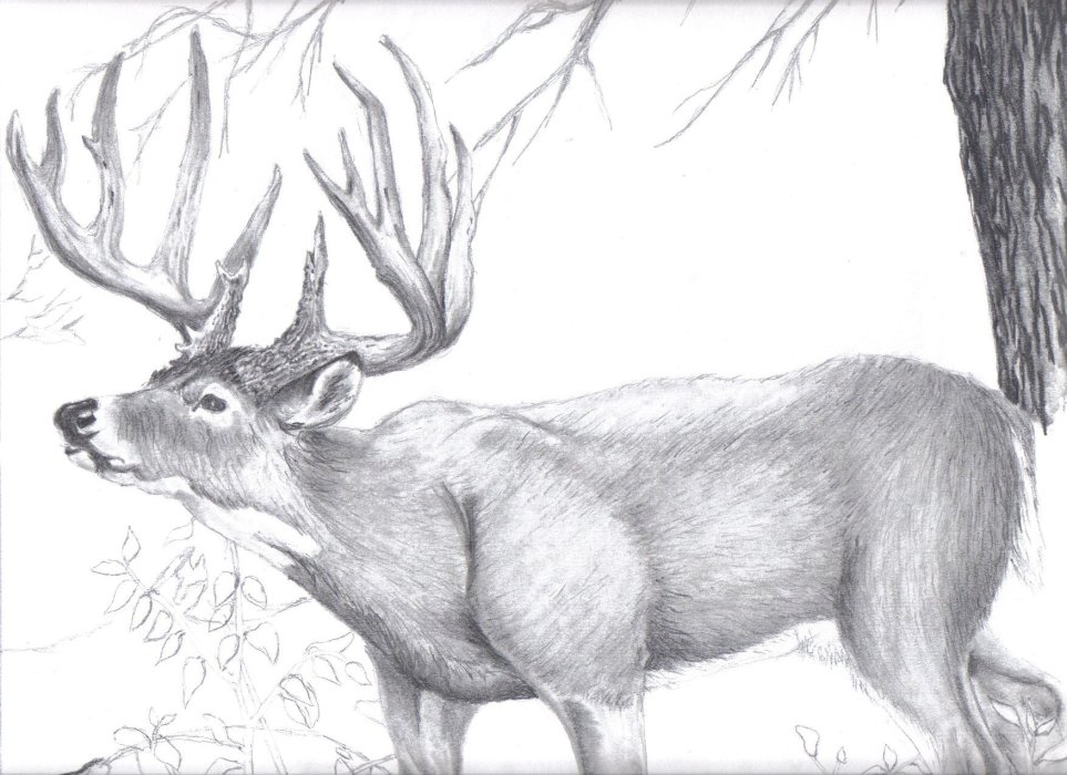 963x700 Whitetail Deer Wip By Tigeress08 - Whitetail Sketch