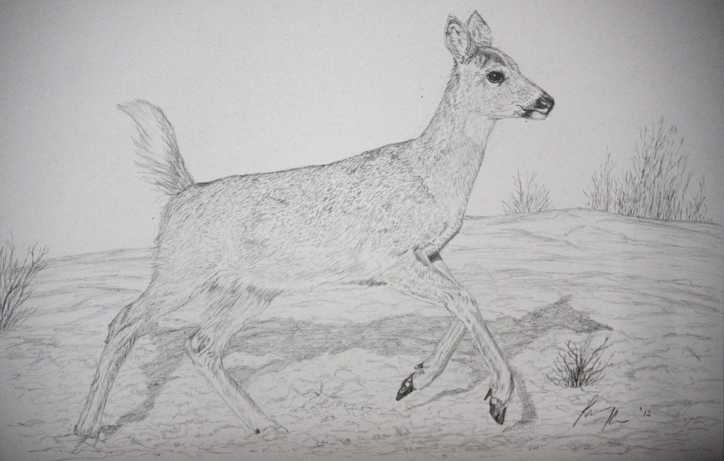 1024x653 Whitetail Deer Sketch By Sunwolf29 - Whitetail Sketch