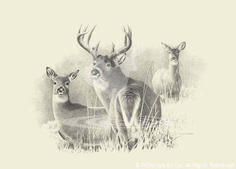 472x337 Whitetail Deer - Whitetail Sketch
